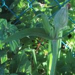 Silene latifolia autre