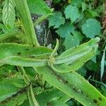 Kalanchoe lanceolata Blatt