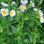 Erigeron annuusBloem