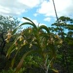 Dendrobium vandifolium ᱛᱟᱦᱮᱸ