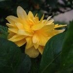 Kerria japonica 花