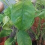 Citrus sinensis Blad