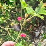Rubus saxatilis Fruto