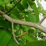 Stewartia pseudocamellia Cortiza