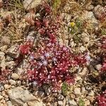 Sedum caeruleumFlower