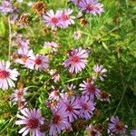 Symphyotrichum novi-belgiiŽiedas