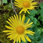 Doronicum columnae 花