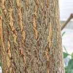 Adansonia za Rinde