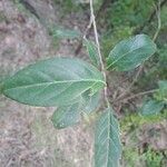 Citharexylum montevidense Leaf