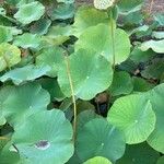 Nelumbo nucifera 葉