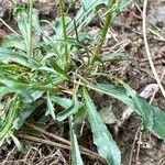 Anarrhinum laxiflorum Likasa