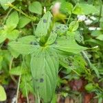 Spigelia anthelmia Blad