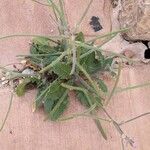 Strigosella africana برگ