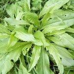 Cirsium canum Blatt