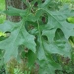 Quercus palustris Leaf