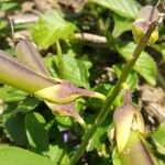 Crotalaria retusa Fruto