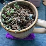 Sedum dasyphyllumList