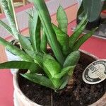 Sansevieria stuckyi Hoja