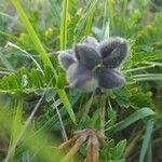 Astragalus cicer ഫലം