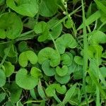 Dichondra carolinensis Tervik taim