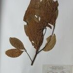 Cinnamomum glanduliferum Otro
