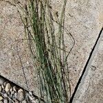 Carex divisa Feuille