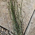 Carex divisa Blad