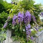 Wisteria sinensis പുഷ്പം