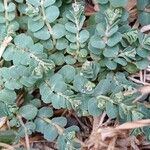 Euphorbia serpens Leaf