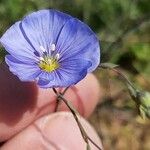 Linum austriacum Fiore