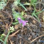 Echium arenarium Flor
