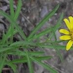 Jasonia tuberosa Tervik taim