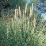 Pennisetum setaceum Hábitos