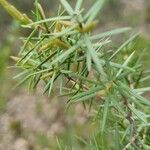 Juniperus oxycedrus Lehti