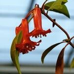 Rhododendron leptobrachion