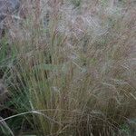 Muhlenbergia capillaris Хабит