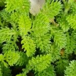 Anacyclus valentinus Jani