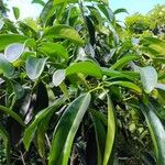Actephila championiae Hoja