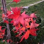 Liquidambar formosana Blad