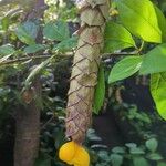 Gmelina philippensis Flower