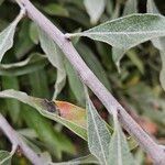 Pyrus salicifolia Bark