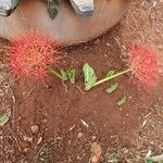 Scadoxus multiflorusÕis