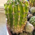 Echinopsis oxygona Hoja