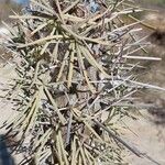 Didierea madagascariensis Leaf