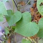 Ipomoea purpurea Blad