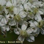 Pleurospermum austriacum Blomst