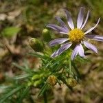 Ionactis linariifolia Fiore