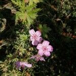 Geranium viscosissimumVirág