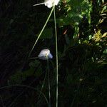 Eriophorum virginicum Hábitos