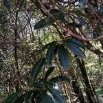 Nectandra megapotamica Hoja